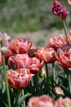 Load image into Gallery viewer, Copper Image Tulip Bulbs