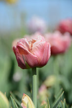 Load image into Gallery viewer, Copper Image Tulip Bulbs
