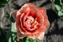 Load image into Gallery viewer, Copper Image Tulip Bulbs