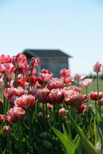 Load image into Gallery viewer, Copper Image Tulip Bulbs