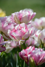 Load image into Gallery viewer, Double Dolce Tulip Bulbs