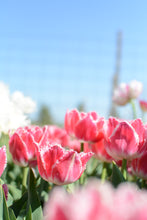 Load image into Gallery viewer, Queensland Tulip Bulbs