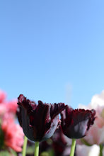 Load image into Gallery viewer, Black Parrot Tulip Bulbs