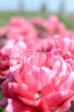 Load image into Gallery viewer, Aveyron Tulip Bulbs