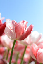 Load image into Gallery viewer, Pep Talk Tulip Bulbs