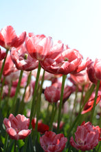 Load image into Gallery viewer, Pep Talk Tulip Bulbs