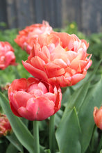 Load image into Gallery viewer, Copper Image Tulip Bulbs