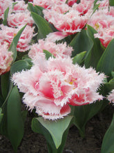 Load image into Gallery viewer, Queensland Tulip Bulbs