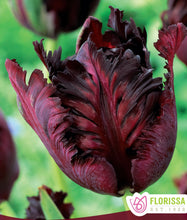 Load image into Gallery viewer, Black Parrot Tulip Bulbs