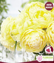 Load image into Gallery viewer, Secret Perfume Tulip Bulbs