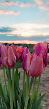 Load image into Gallery viewer, Amazing Parrot Tulip Bulbs
