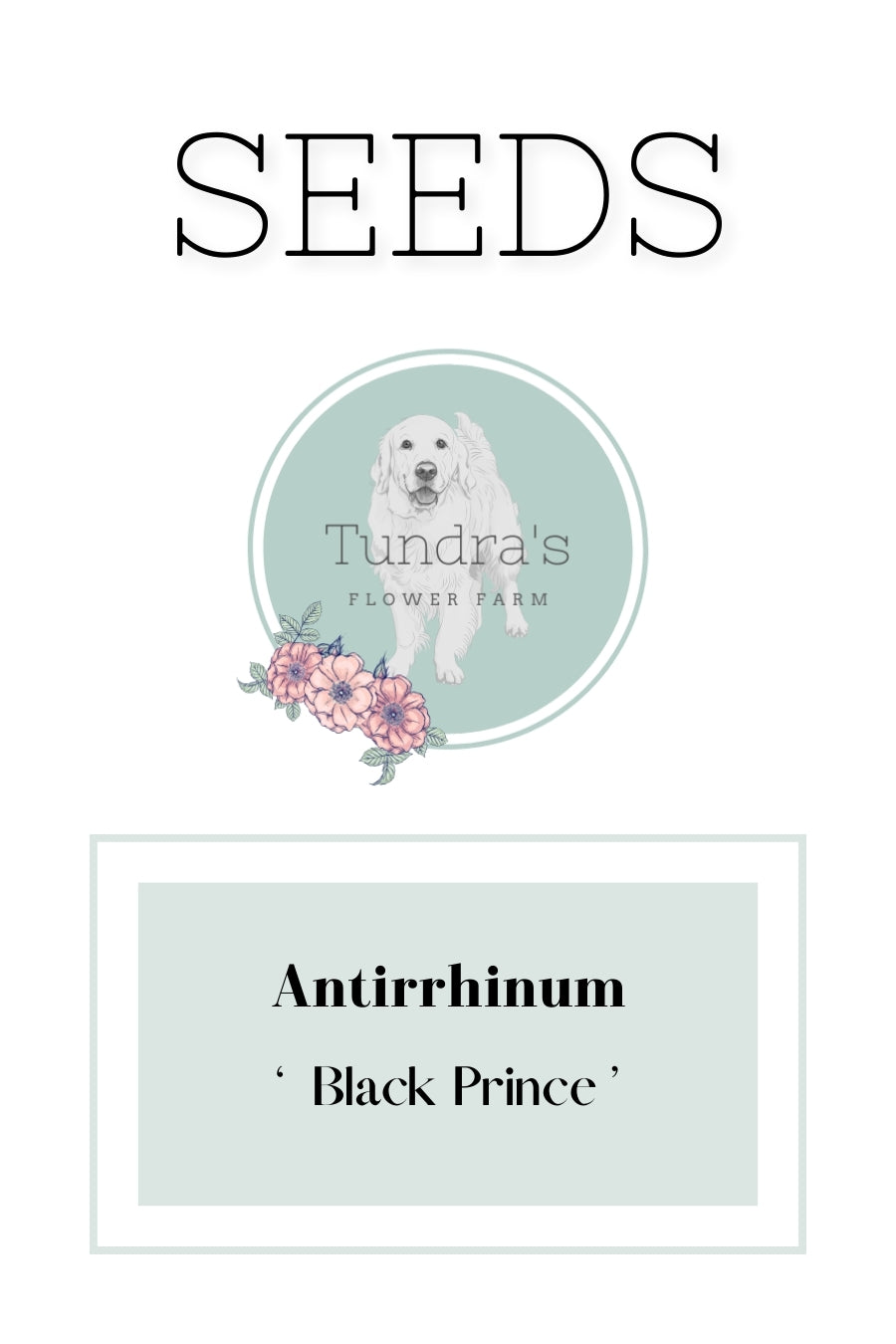 Antirrhinum Seeds - Snapdragon Seeds - Black Prince