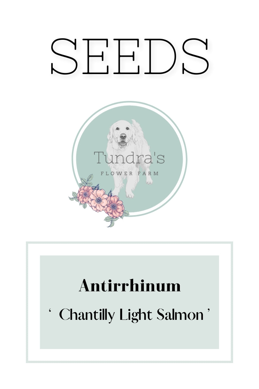 Antirrhinum Seeds - Snapdragon Seeds - Chantilly Light Salmon