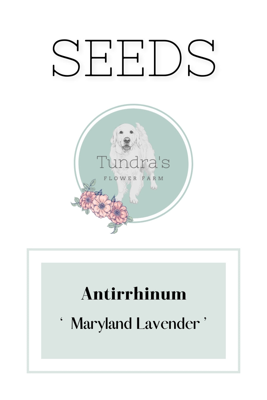 Antirrhinum Seeds - Snapdragon Seeds - Maryland Lavender