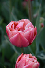 Load image into Gallery viewer, Copper Image Tulip Bulbs
