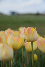 Load image into Gallery viewer, Granny Award Tulip Bulbs
