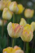 Load image into Gallery viewer, Granny Award Tulip Bulbs
