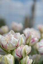 Load image into Gallery viewer, Double Dolce Tulip Bulbs
