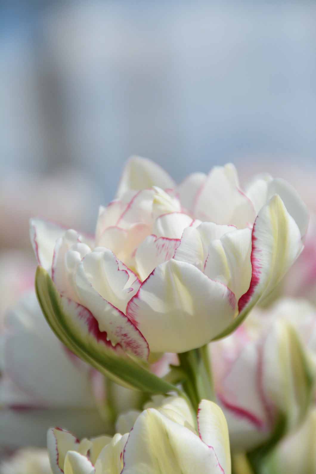 Double Dolce Tulip Bulbs