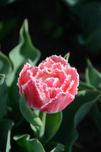 Load image into Gallery viewer, Queensland Tulip Bulbs
