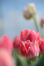 Load image into Gallery viewer, Queensland Tulip Bulbs
