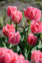 Load image into Gallery viewer, Queensland Tulip Bulbs
