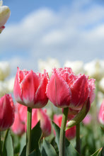 Load image into Gallery viewer, Queensland Tulip Bulbs
