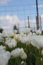 Load image into Gallery viewer, Mount Tacoma Tulip Bulbs
