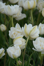 Load image into Gallery viewer, Mount Tacoma Tulip Bulbs
