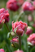 Load image into Gallery viewer, Aveyron Tulip Bulbs
