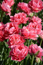 Load image into Gallery viewer, Aveyron Tulip Bulbs
