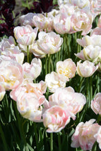 Load image into Gallery viewer, Angelique Tulip Bulbs
