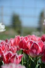 Load image into Gallery viewer, Queensland Tulip Bulbs
