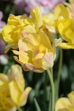 Load image into Gallery viewer, Granny Award Tulip Bulbs
