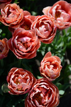 Load image into Gallery viewer, Copper Image Tulip Bulbs
