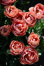 Load image into Gallery viewer, Copper Image Tulip Bulbs
