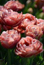Load image into Gallery viewer, Copper Image Tulip Bulbs
