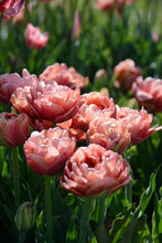 Load image into Gallery viewer, Copper Image Tulip Bulbs
