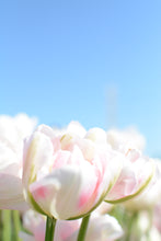 Load image into Gallery viewer, Angelique Tulip Bulbs
