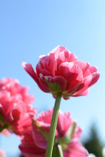 Load image into Gallery viewer, Aveyron Tulip Bulbs
