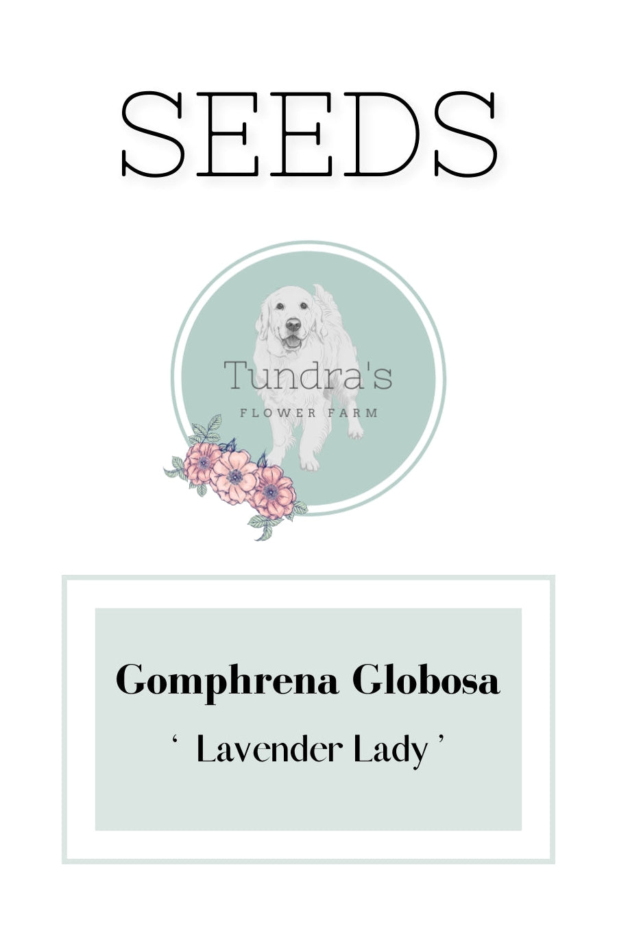 Gomphrena Globosa Seeds - Globe Amaranth Seeds - Lavender lady