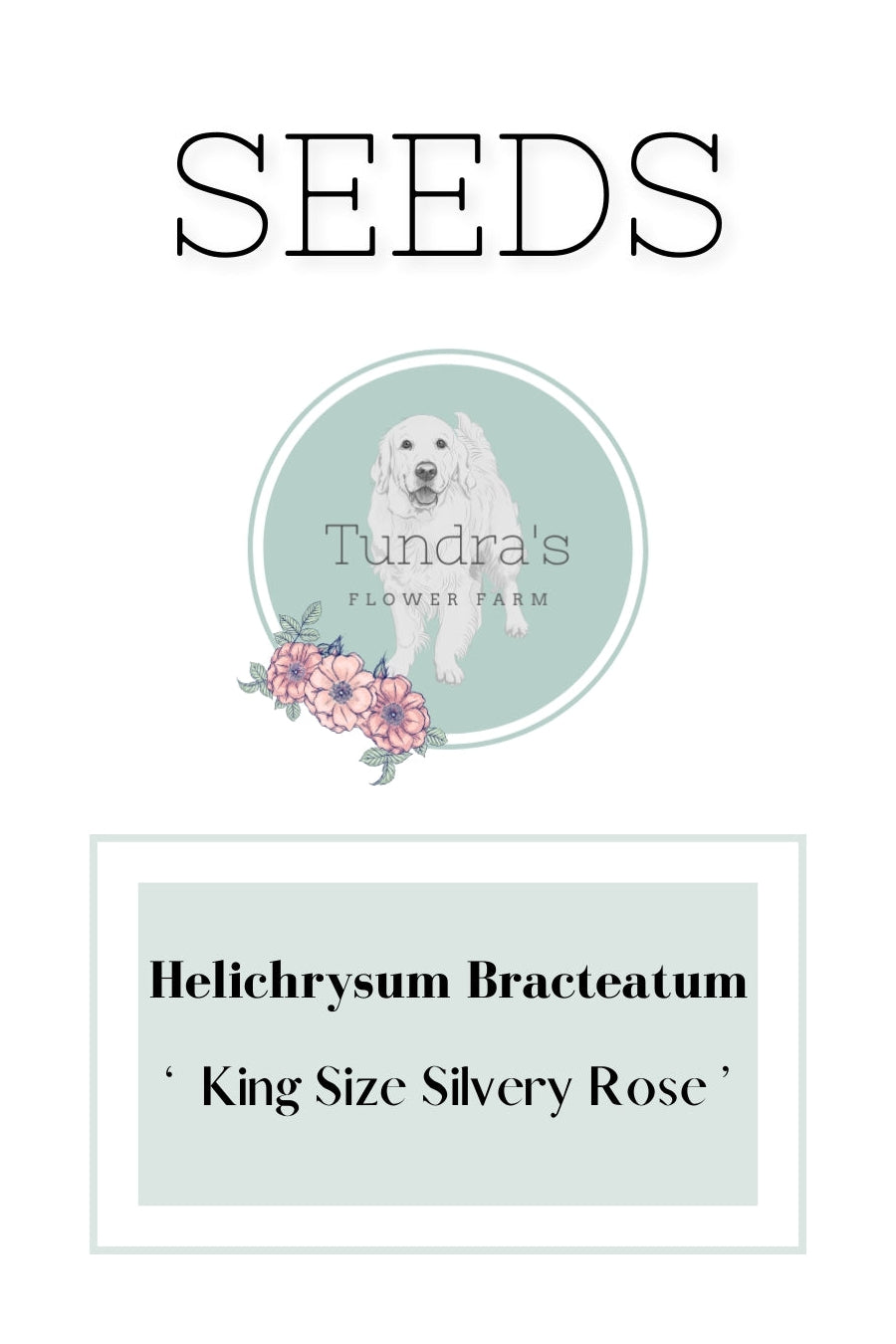 Helichrysum Bracteatum Seeds - Strawflower Seeds - King Size Silvery Rose