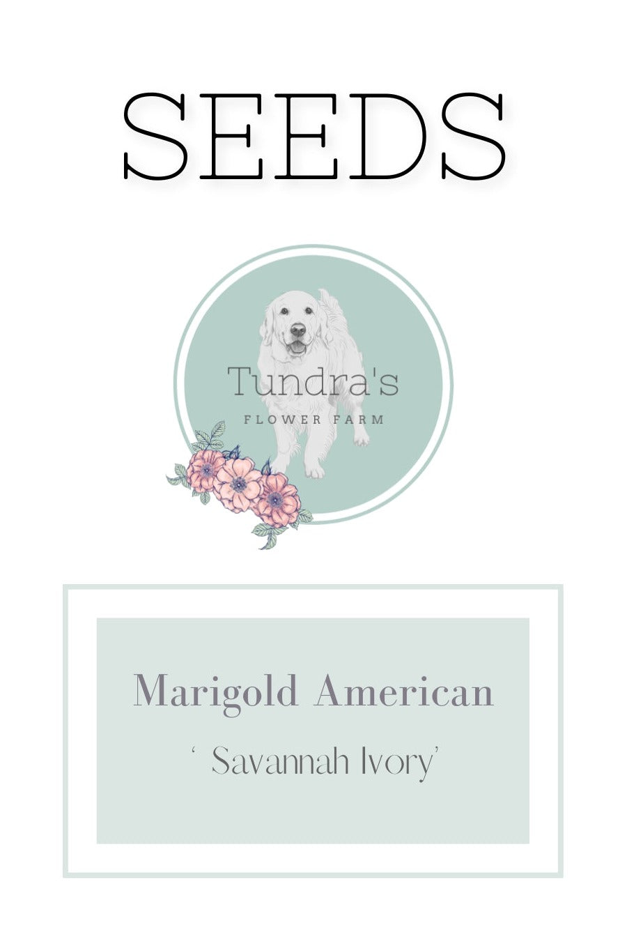 Marigold American Seeds - Savannah Ivory