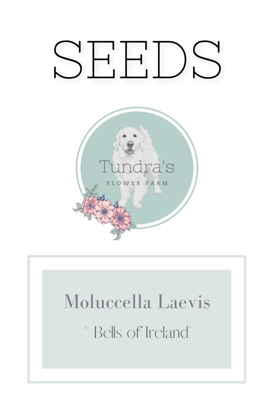 Moluccella Laevis Seeds - Bells of Ireland – Tundra's Flower Farm