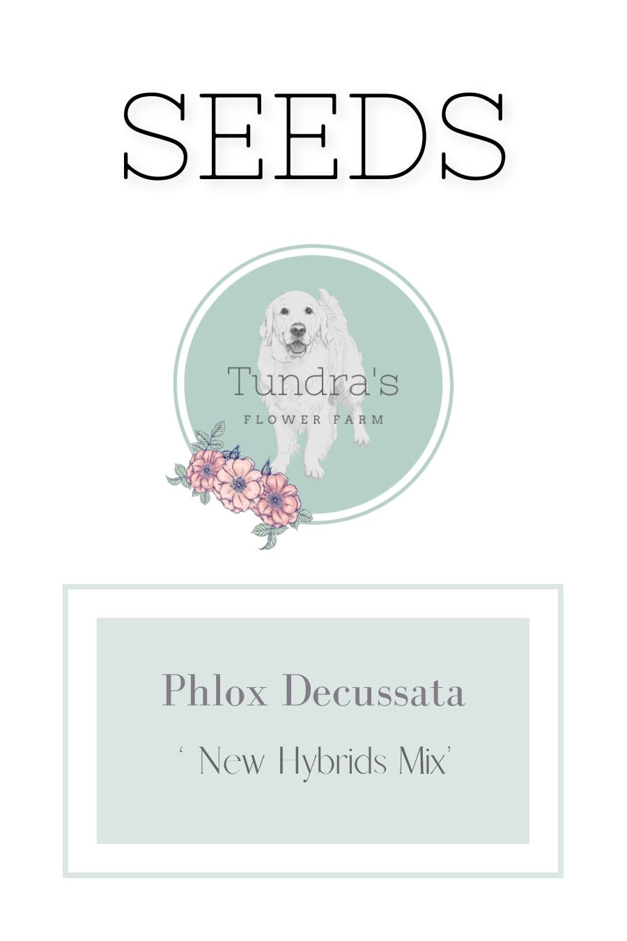 Phlox Decussata Seeds - New Hybrids Mix