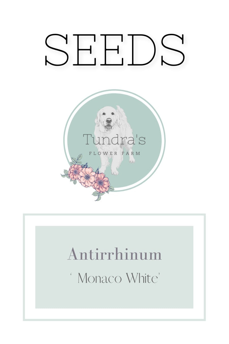 Antirrhinum Seeds - Monaco White