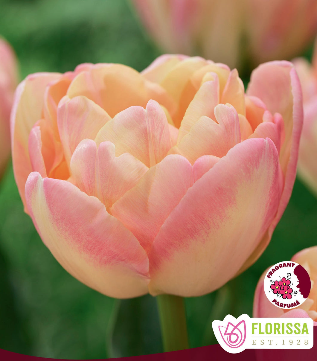 Creme Upstar Tulip Bulbs