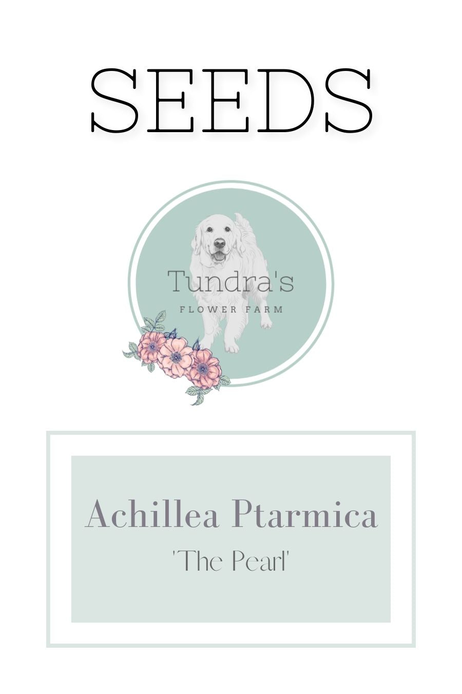 Achillea Ptarmica Seeds - The Pearl