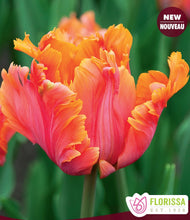 Load image into Gallery viewer, Amazing Parrot Tulip Bulbs
