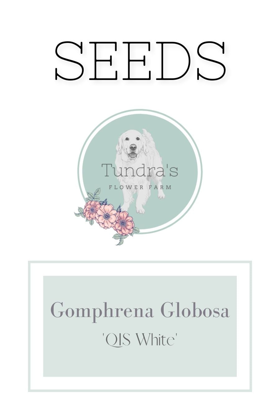 Gomphrena Globosa Seeds - QIS White